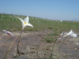 Gladiolus robertsoniae long flower tubes